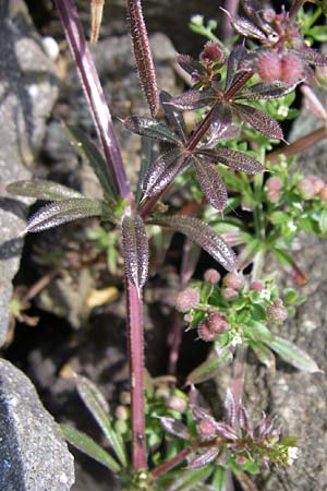Galium aparine \ Kletten-Labkraut, Klebkraut / Cleavers, Sticky Willy, D Rheinhessen, Flonheim 14.6.2008