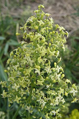 Galium x pomeranicum, Hybrid Bedstraw Galium x pomeranicum, Hybrid Bedstraw