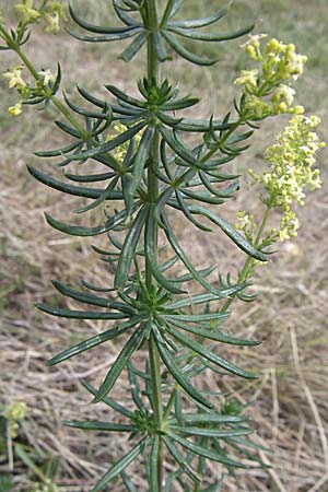 Galium x pomeranicum \ Labkraut-Hybride / Hybrid Bedstraw, D Rheinhessen, Gau-Odernheim 14.6.2008