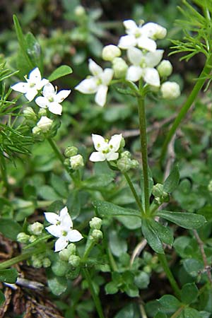 Galium saxatile / Heath Bedstraw, D Black-Forest, Feldberg 29.6.2008