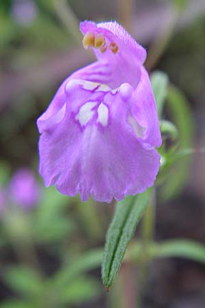 Galeopsis angustifolia \ Schmalblttriger Hohlzahn / Red Hemp-Nettle, D Freiburg 12.7.2008