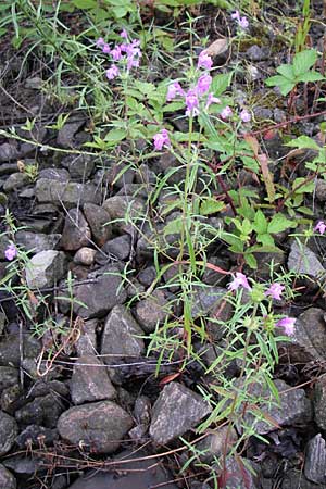 Galeopsis angustifolia \ Schmalblttriger Hohlzahn / Red Hemp-Nettle, D Freiburg 12.7.2008