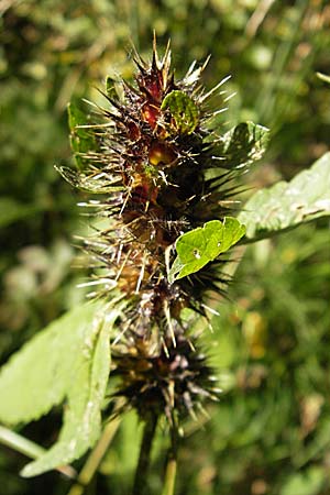 Galeopsis tetrahit \ Stechender Hohlzahn / Common Hemp-Nettle, D Karlsruhe 28.9.2008