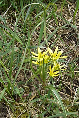 Gagea villosa \ Acker-Gelbstern / Hairy Star of Bethlehem, D Leistadt 5.4.2009