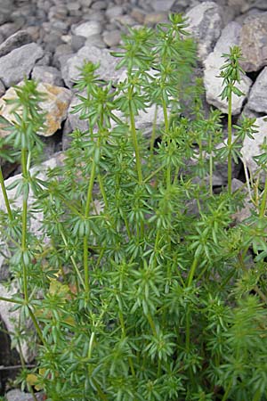Galium parisiense s.str. \ Pariser Labkraut / Wall Bedstraw, D Mannheim 3.5.2009