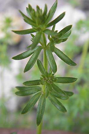 Galium parisiense s.str. \ Pariser Labkraut / Wall Bedstraw, D Mannheim 3.5.2009