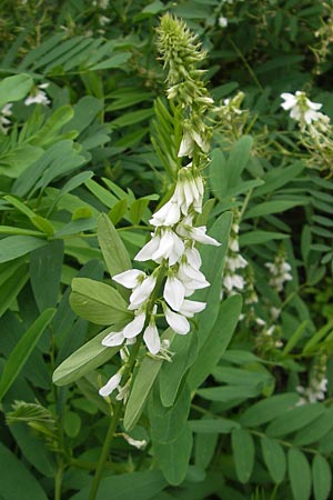Galega officinalis \ Geiraute / Goat's Rue, D Botan. Gar.  Universit.  Mainz 11.7.2009