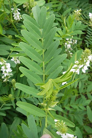 Galega officinalis \ Geiraute / Goat's Rue, D Botan. Gar.  Universit.  Mainz 11.7.2009