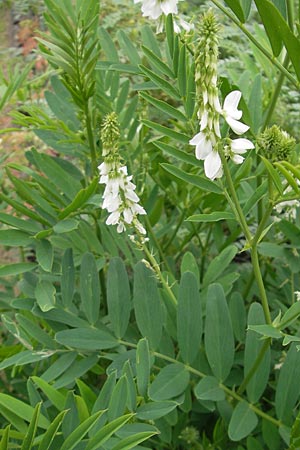 Galega officinalis \ Geiraute / Goat's Rue, D Botan. Gar.  Universit.  Mainz 11.7.2009