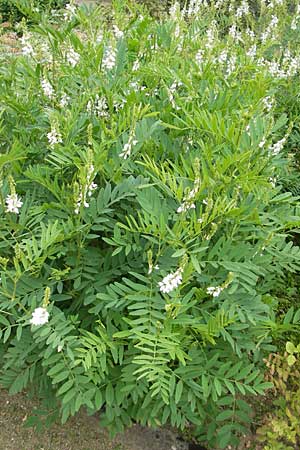 Galega officinalis \ Geiraute / Goat's Rue, D Botan. Gar.  Universit.  Mainz 11.7.2009