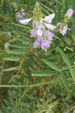 Galega officinalis \ Geiraute / Goat's Rue, D Botan. Gar.  Universit.  Mainz 11.7.2009