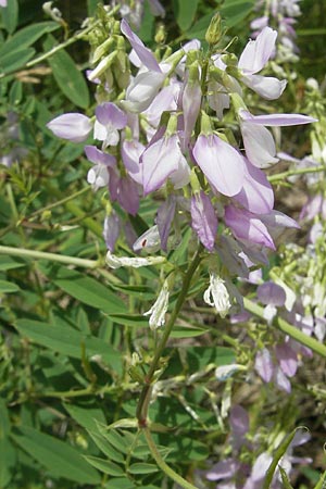 Galega officinalis \ Geiraute / Goat's Rue, D Botan. Gar.  Universit.  Mainz 11.7.2009