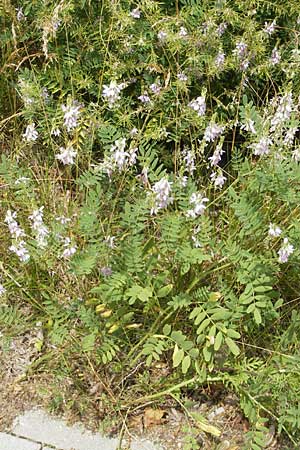Galega officinalis \ Geiraute / Goat's Rue, D Botan. Gar.  Universit.  Mainz 11.7.2009