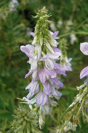 Galega officinalis \ Geiraute / Goat's Rue, D Botan. Gar.  Universit.  Mainz 11.7.2009
