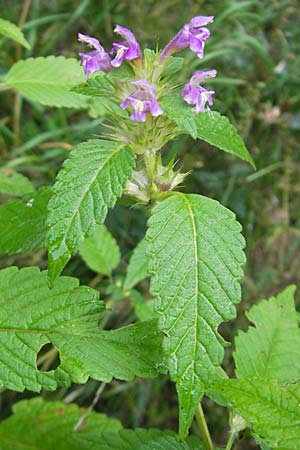 Galeopsis tetrahit \ Stechender Hohlzahn / Common Hemp-Nettle, D Odenwald, Beerfelden 21.8.2009