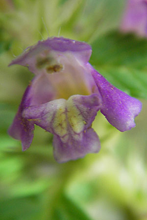 Galeopsis tetrahit \ Stechender Hohlzahn / Common Hemp-Nettle, D Odenwald, Beerfelden 21.8.2009