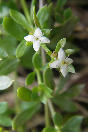 Galium saxatile / Heath Bedstraw, D Odenwald, Beerfelden 12.9.2009