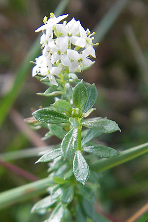 Galium saxatile / Heath Bedstraw, D Odenwald, Beerfelden 12.9.2009