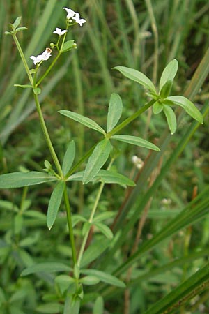 Galium palustre agg. \ Sumpf-Labkraut / Common Marsh Bedstraw, D Mannheim 19.9.2009