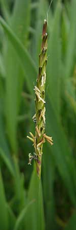 Alopecurus myosuroides \ Acker-Fuchsschwanz / Black-Grass, D Rheinhessen, Neu-Bamberg 15.5.2010