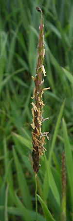 Alopecurus myosuroides \ Acker-Fuchsschwanz / Black-Grass, D Rheinhessen, Neu-Bamberg 15.5.2010