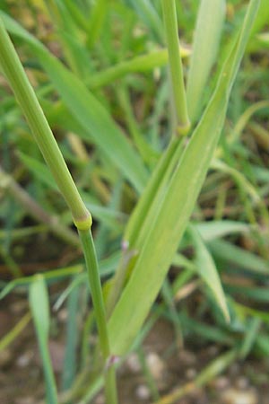 Alopecurus myosuroides \ Acker-Fuchsschwanz / Black-Grass, D Rheinhessen, Neu-Bamberg 15.5.2010