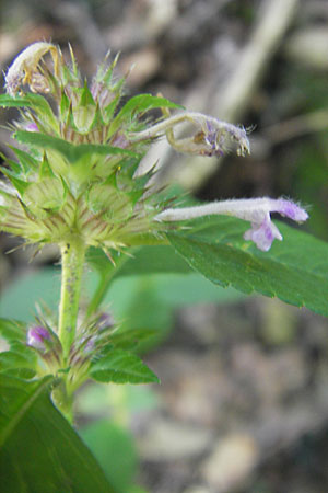 Galeopsis tetrahit \ Stechender Hohlzahn / Common Hemp-Nettle, D Odenwald, Kreidach 21.8.2010
