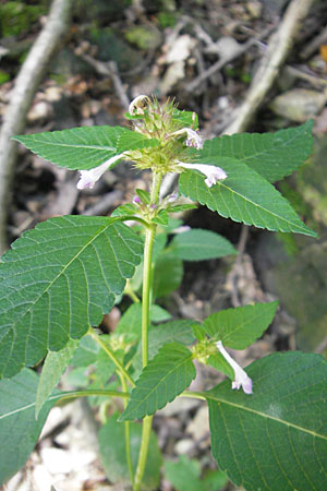 Galeopsis tetrahit \ Stechender Hohlzahn / Common Hemp-Nettle, D Odenwald, Kreidach 21.8.2010