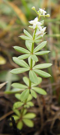 Galium album agg. \ Weies Labkraut / Hedge Bedstraw, White Bedstraw, D Gladenbach 7.9.2013