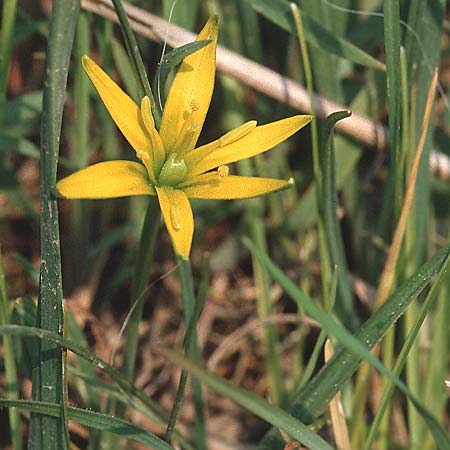 Gagea pratensis \ Wiesen-Gelbstern / Meadow Gagea, D Leimen 13.4.1996