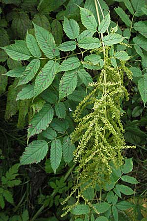 Aruncus dioicus \ Wald-Geibart, D Schwarzwald, Feldberg 18.8.2007