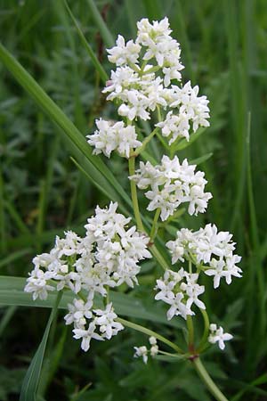 Galium boreale \ Nordisches Labkraut / Northern Bedstraw, D Hurlach 8.6.2008