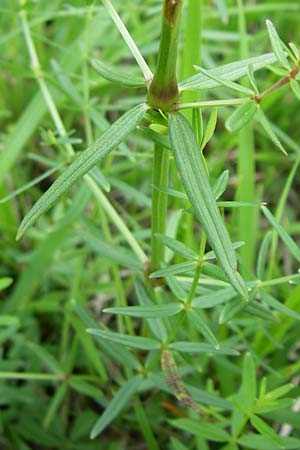 Galium boreale \ Nordisches Labkraut / Northern Bedstraw, D Hurlach 8.6.2008