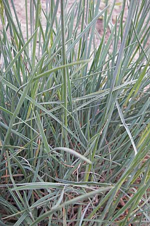 Koeleria glauca \ Blaugrnes Schillergras / Blue Hair Grass, D Darmstadt 10.5.2009
