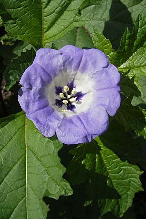 Nicandra physalodes \ Giftbeere / Apple of Peru, D Odenwald, Beerfelden 12.9.2009