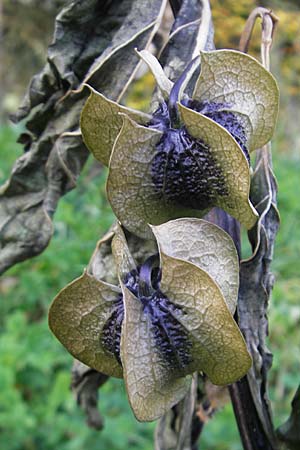 Nicandra physalodes \ Giftbeere / Apple of Peru, D Odenwald, Beerfelden 21.10.2009