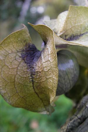 Nicandra physalodes \ Giftbeere / Apple of Peru, D Odenwald, Beerfelden 21.10.2009