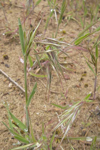 Bromus tectorum \ Dach-Trespe / Drooping Brome, D Mainz 15.5.2010