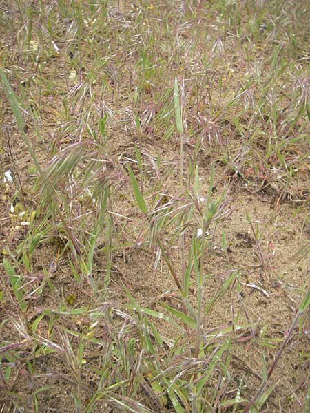 Bromus tectorum \ Dach-Trespe / Drooping Brome, D Mainz 15.5.2010