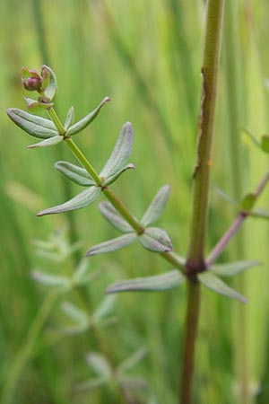 Galium boreale \ Nordisches Labkraut / Northern Bedstraw, D Murnau 20.6.2011