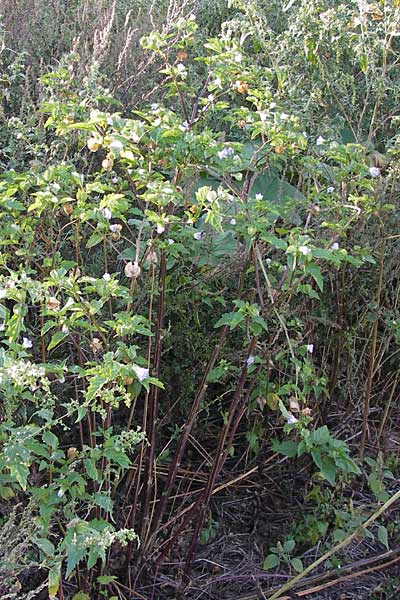 Nicandra physalodes \ Giftbeere / Apple of Peru, D Mannheim 13.9.2012