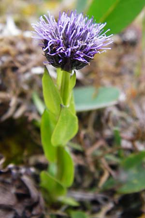 Globularia bisnagarica \ Gewhnliche Kugelblume / Common Globularia, D Eching 3.5.2014