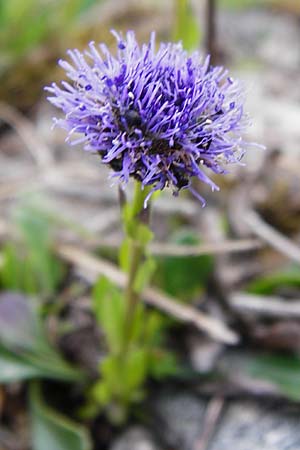 Globularia bisnagarica \ Gewhnliche Kugelblume / Common Globularia, D Eching 3.5.2014