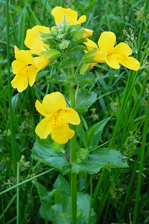 Mimulus guttatus \ Gefleckte Gauklerblume / Monkey Flower, D Obernzell an der Donau 11.6.2014