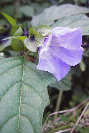 Nicandra physalodes \ Giftbeere / Apple of Peru, D Mannheim 30.9.2014