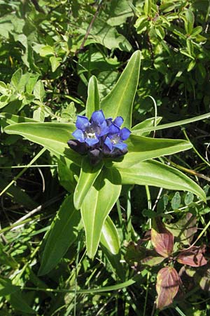 Gentiana cruciata \ Kreuz-Enzian / Cross-Leaved Gentian, D Mosbach 7.7.2007