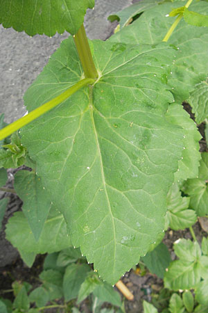 Smyrnium perfoliatum \ Durchwachsene Gelbdolde / Perfoliate Alexanders, D Würzburg 2.5.2010