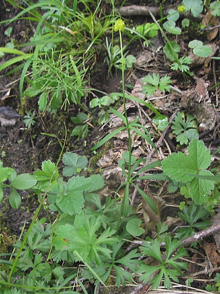 Ranunculus argoviensis ? \ Aargauer Gold-Hahnenfu / Aargau Goldilocks, D Donnersberg 15.5.2010