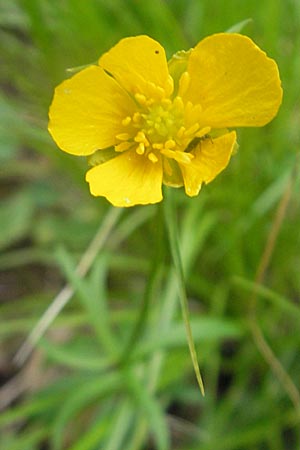 Ranunculus argoviensis ? \ Aargauer Gold-Hahnenfu / Aargau Goldilocks, D Donnersberg 15.5.2010