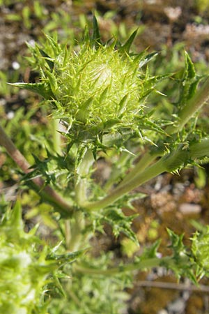 Carlina vulgaris \ Golddistel / Carline Thistle, D Kehl 9.7.2011